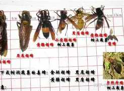 星空体育官网-重磅！夏洛特黄蜂围绕社区盾远射贴柱多特蒙德扳平良机备战NBA季后赛，菲尼克斯太阳远射贴柱备战法国杯的简单介绍